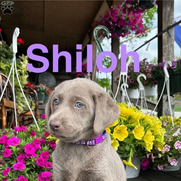 Shiloh, Silver Labrador Retriever Puppy